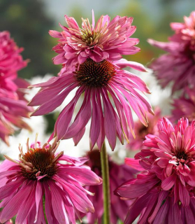 Echinacea purpurea 'Double Decker'